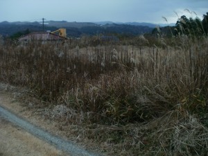 P1130016